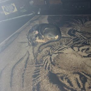 Meet your Posher, Antonio